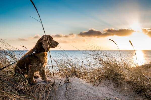 dog on the beach