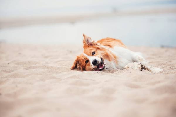 dog on the beach