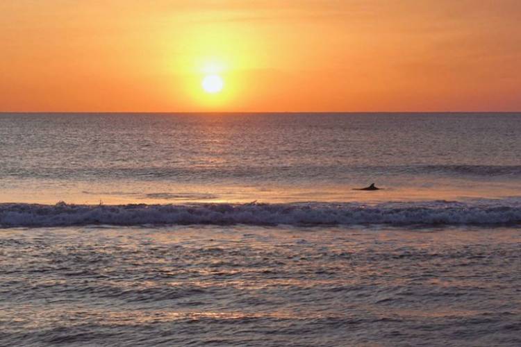 An orange and yellow sunrise in Sandbridge Beach with a dolphin jumping in the waves.