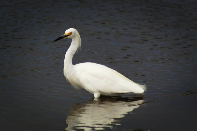 Snowy Egret bird