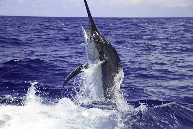 marlin in the water sport fishing