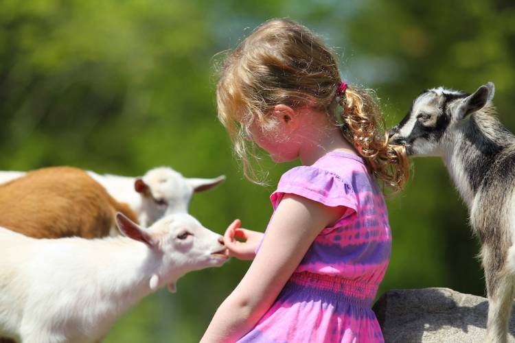 girl at petting zoo