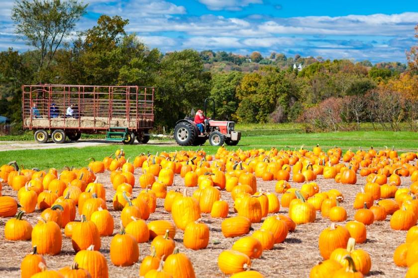 Pumpkins and a Hayride on a Fall day.